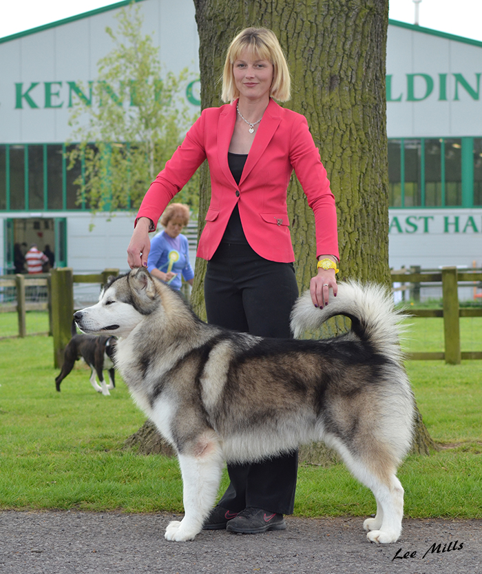 Lapema Kennels - Alaskan Malamutes